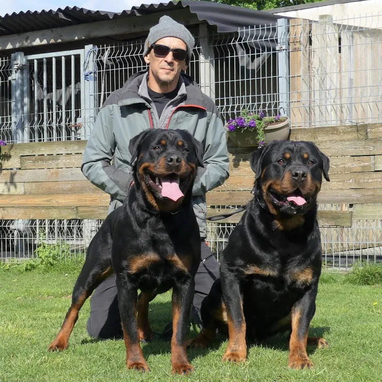 Chievres Kennel - Belgium pet otel görseli 8