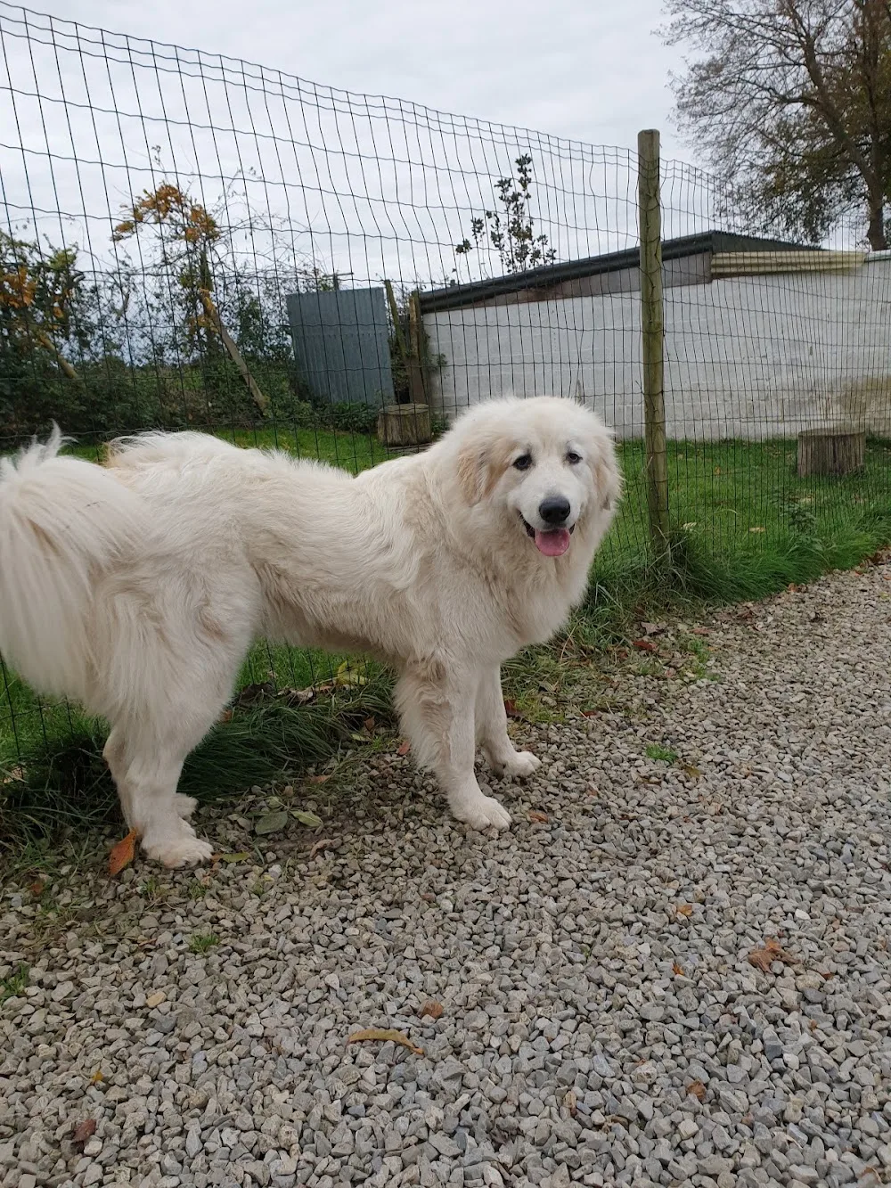 Dog's Club - Belgium pet otel