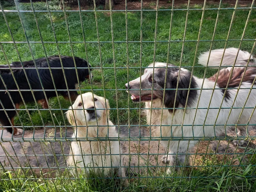 Dog's land - Belgium pet otel görseli 10