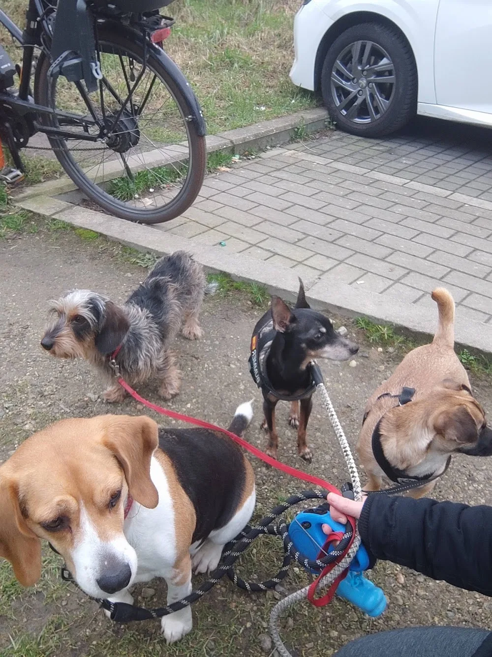 Dogsitter Bruxelles – Pension pour chiens - Belgium pet otel görseli 7