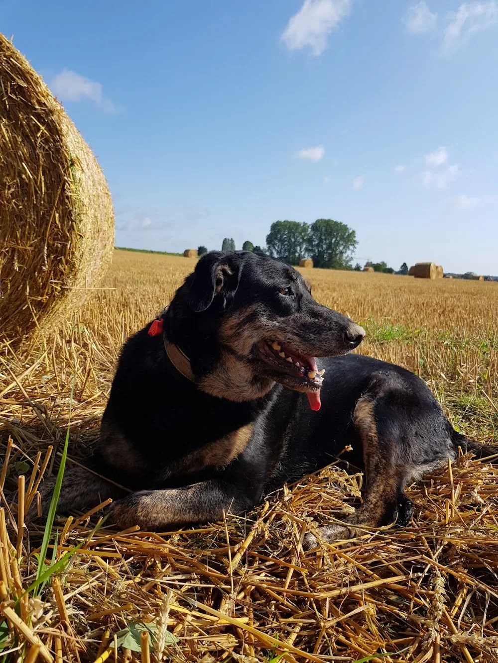 For Happy Dogs - Belgium pet otel görseli 6