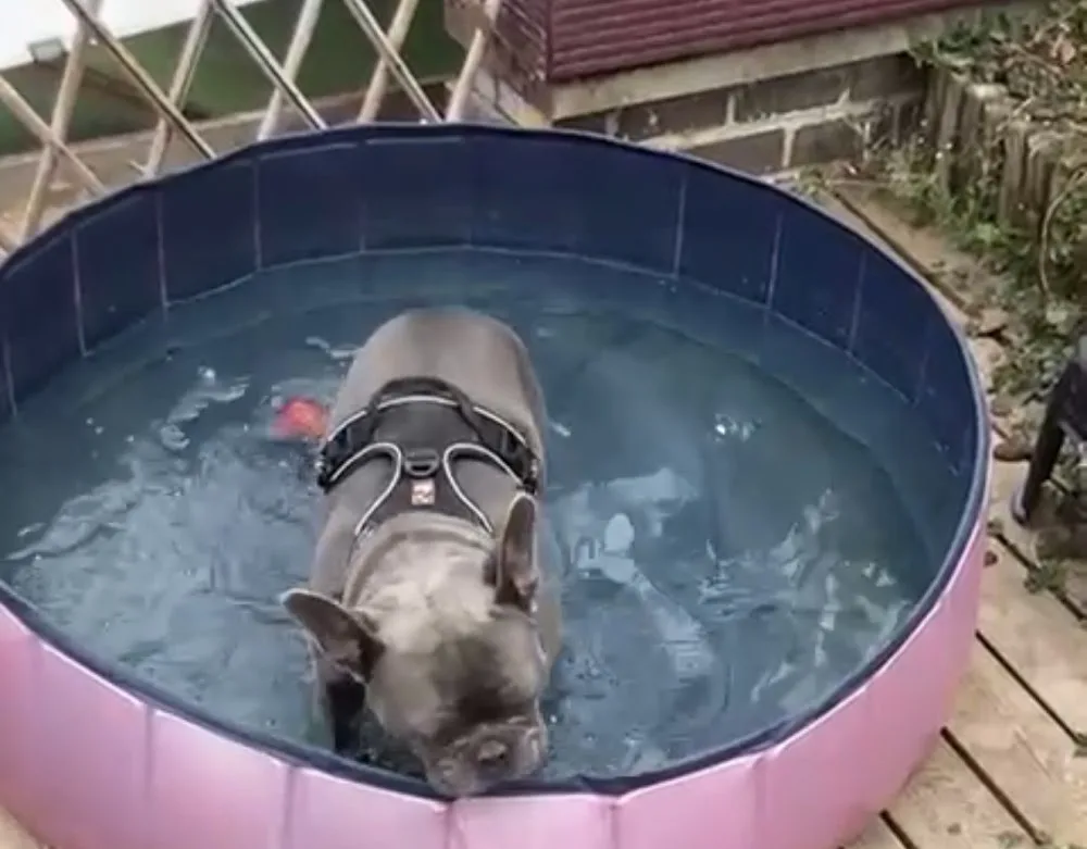 French Bulldog Nursing - Belgium pet otel görseli 6