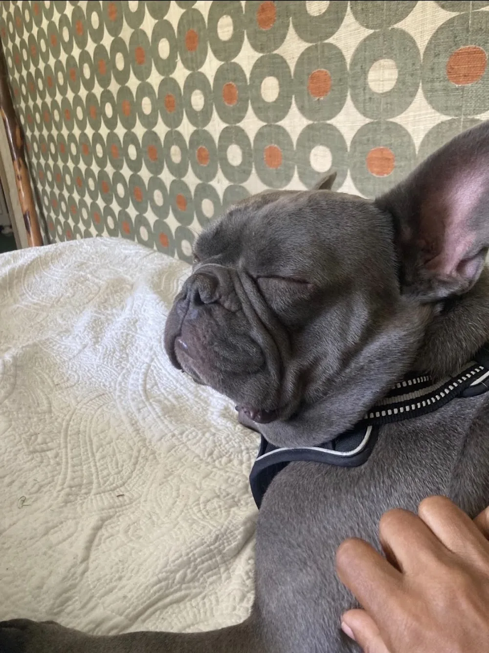 French Bulldog Nursing - Belgium pet otel görseli 7