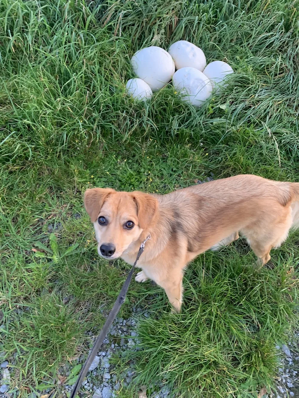 Gite aux animaux. Pile-poil Pension canine - Belgium pet otel görseli 11
