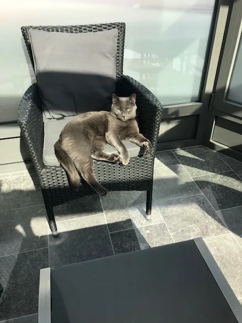Hôtel Carotte - Belgium pet otel görseli 2
