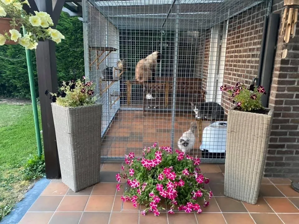 Hôtel pour Chats « La Récré Moustaches » - Belgium pet otel görseli 7