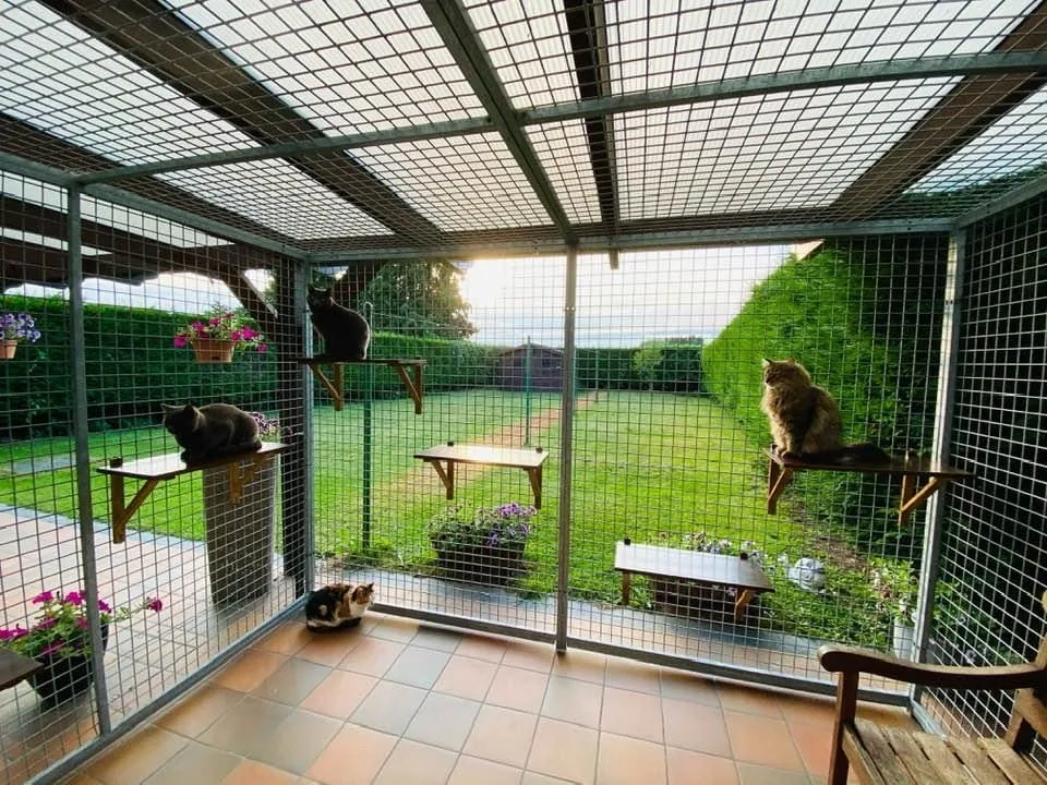 Hôtel pour Chats « La Récré Moustaches » - Belgium pet otel görseli 10