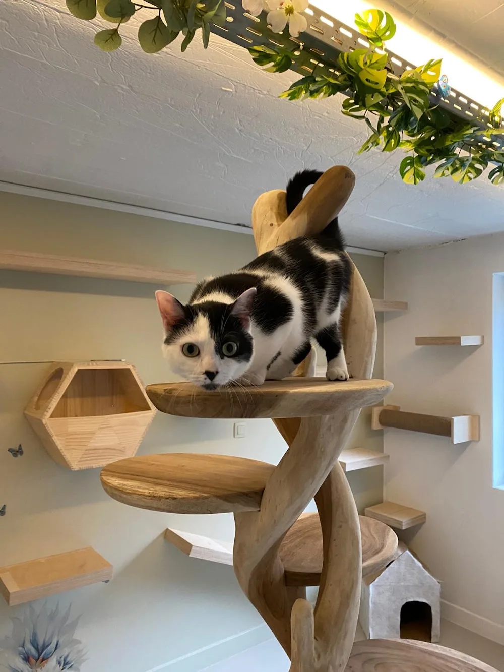 Kattenhotel Catland - Belgium pet otel görseli 6