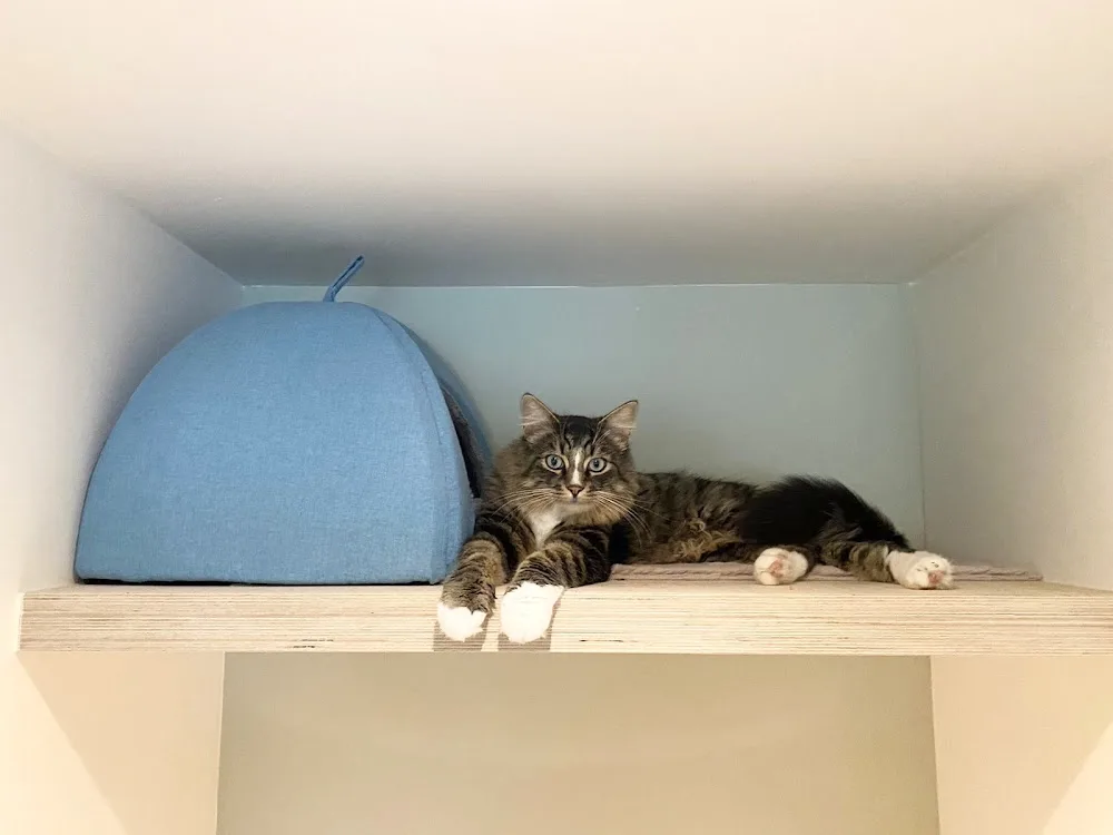 Kattenhotel Catland - Belgium pet otel görseli 7