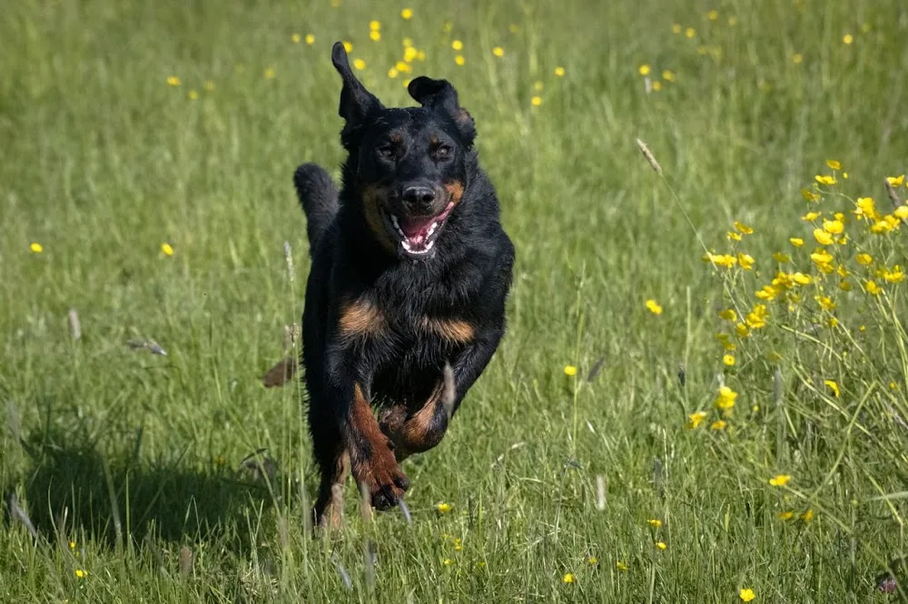 La Petite Pension de Wépion🐕 - Belgium pet otel görseli 2