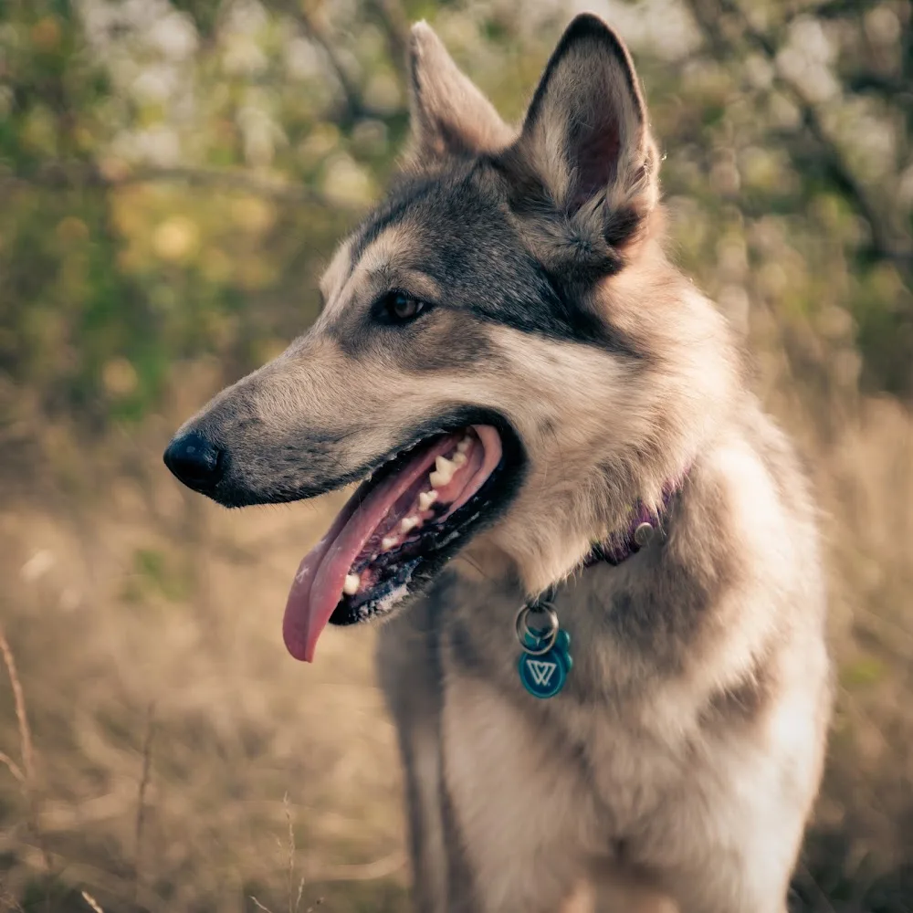 La Rune Du Loup - Belgium pet otel görseli 2