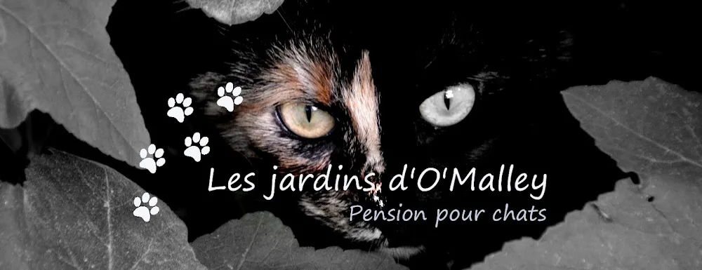 Les jardins d'O'Malley - pension pour chats - Belgium pet otel görseli 2