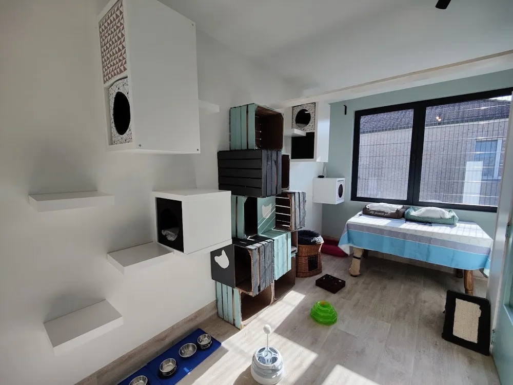 Luxe-Kattenhotel - Belgium pet otel görseli 6