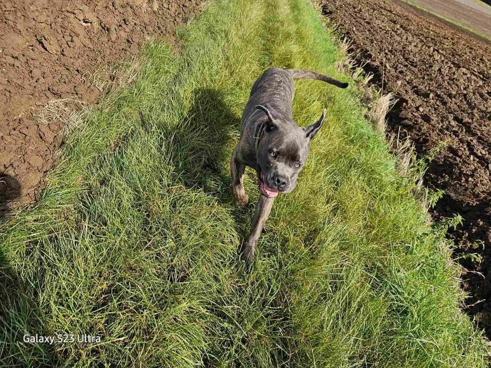Pension canine de la cour d’anubis - Belgium pet otel görseli 3