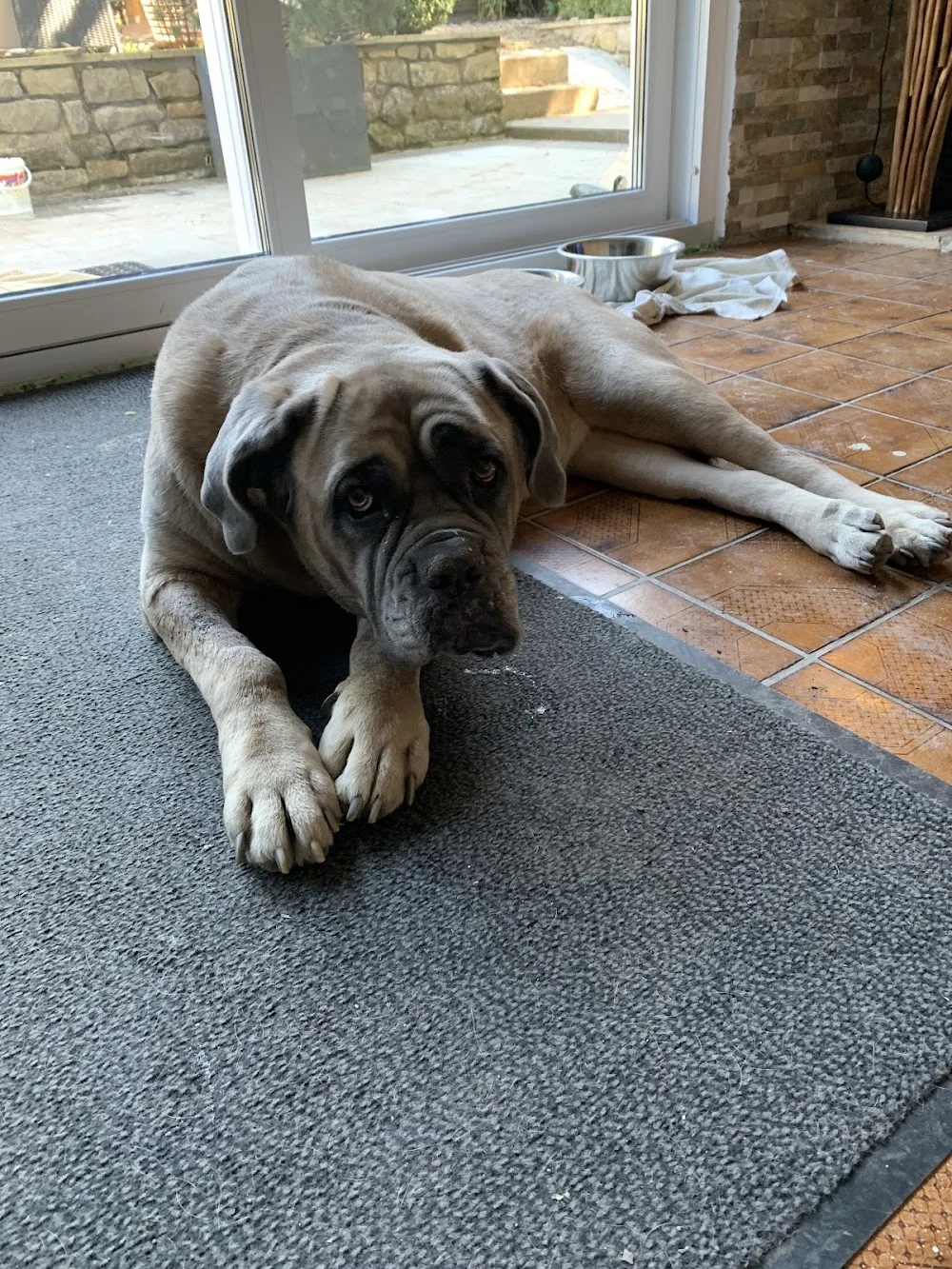 Pension canine de la cour d’anubis - Belgium pet otel görseli 6