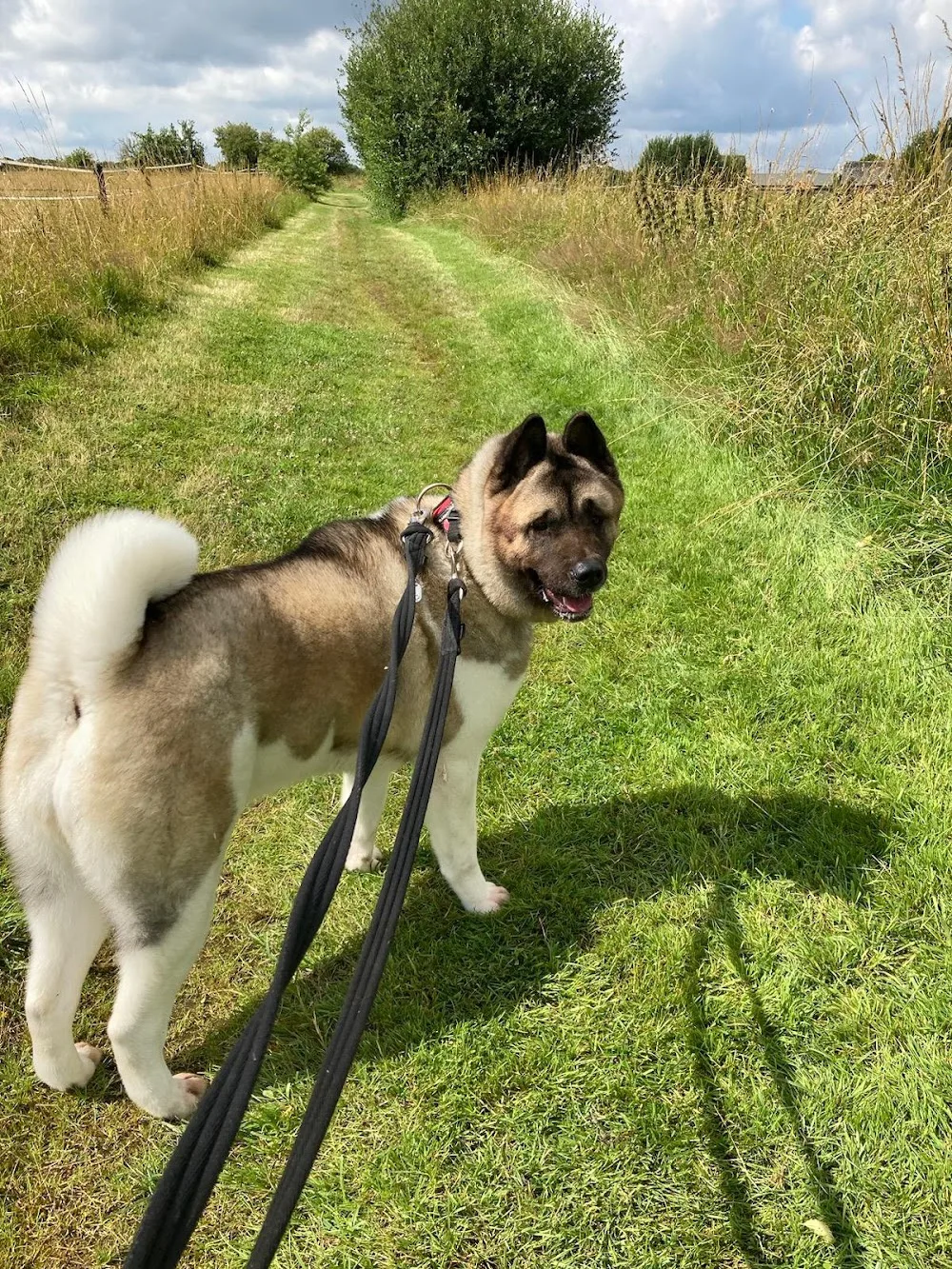 Pension pour chiens le Mont Garni - Belgium pet otel görseli 10