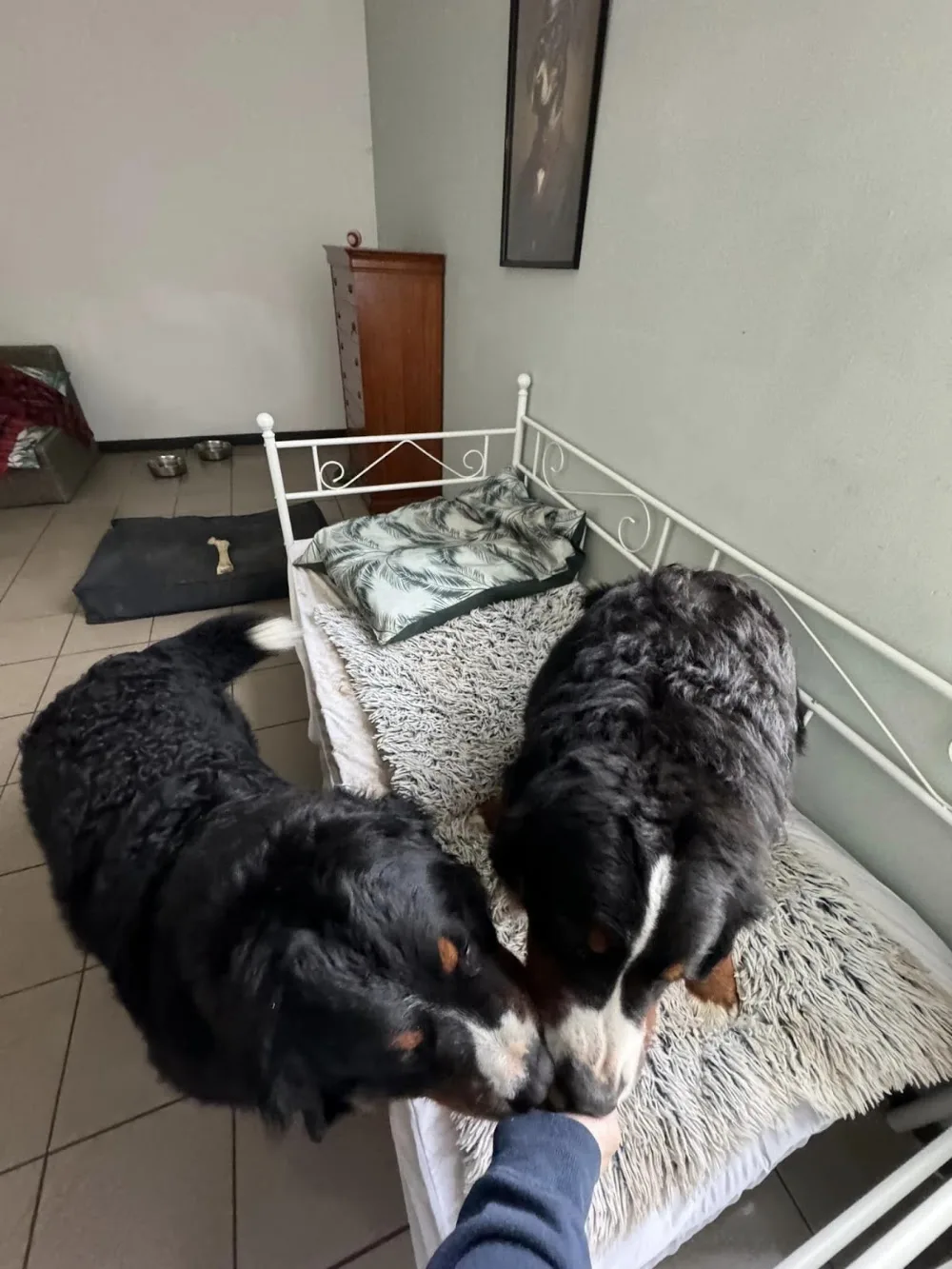 Villa pacha - Belgium pet otel görseli 3