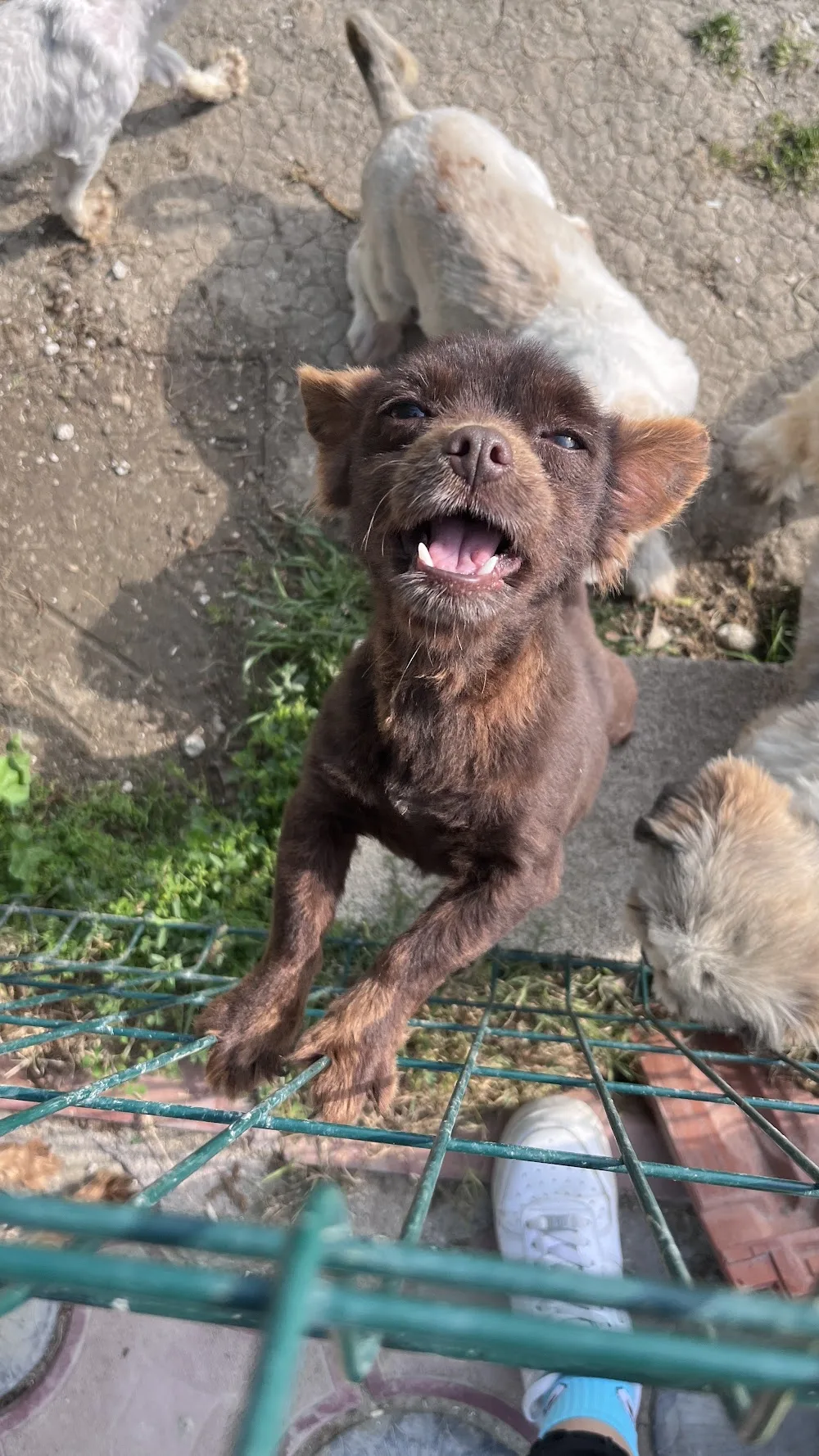 Bella puppy pet otel - Adana pet otel