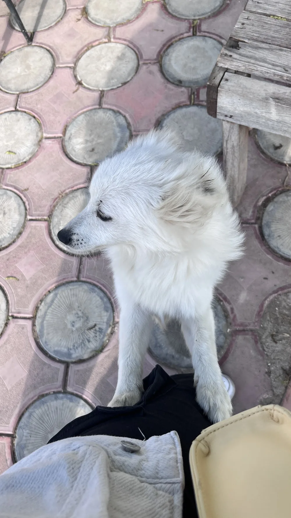 Bella puppy pet otel - Adana pet otel görseli 3