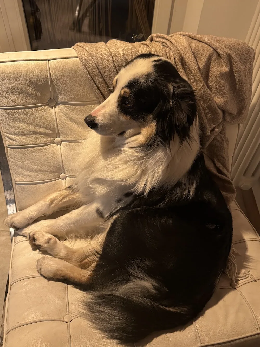Pensione per Cani Lamen - Belluno pet otel görseli 3