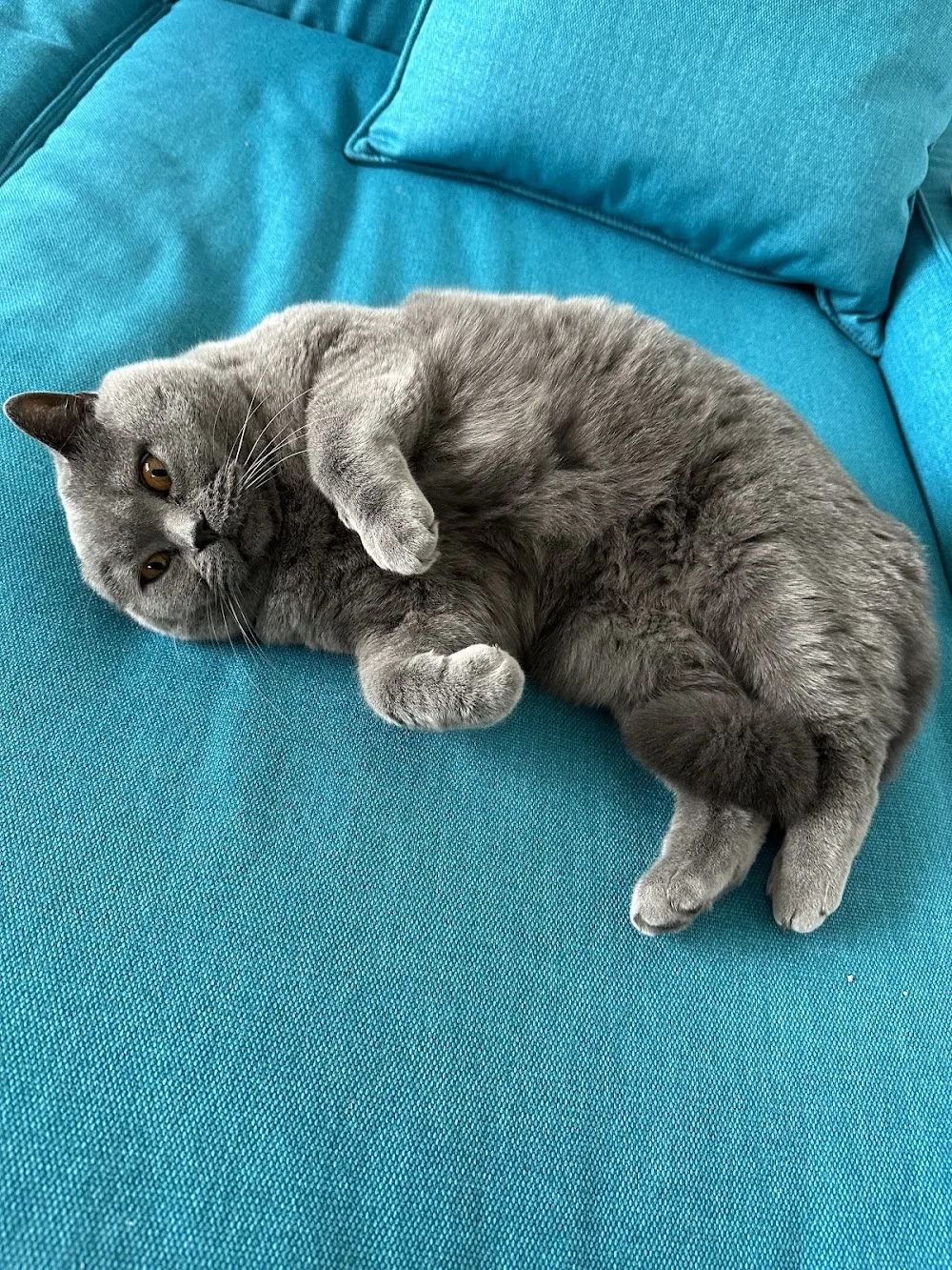 Cat Mama - hlídání koček - Benešov pet otel
