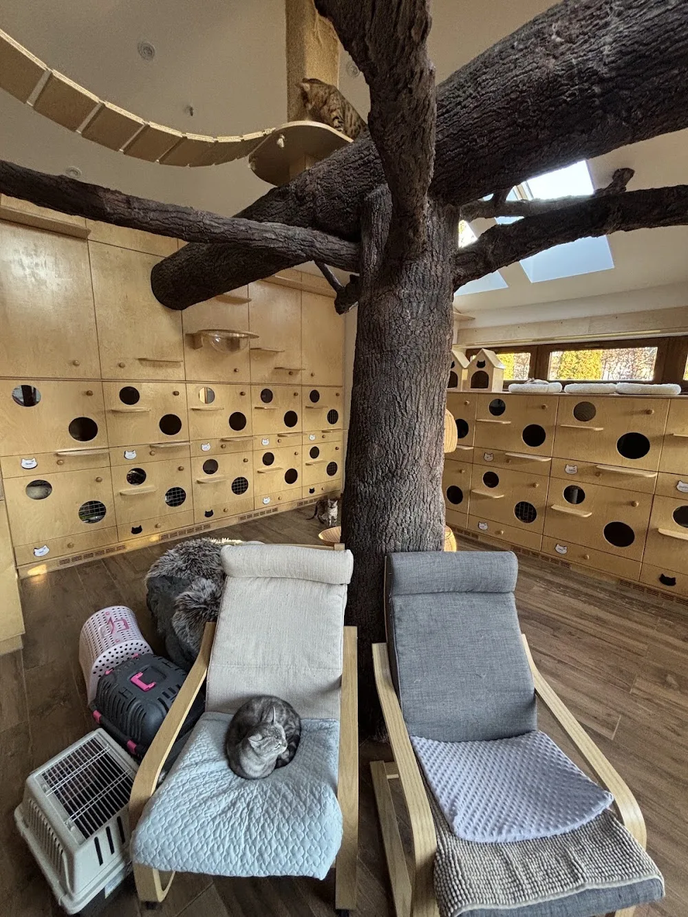 CatInn kočičí hotel - Benešov pet otel görseli 6