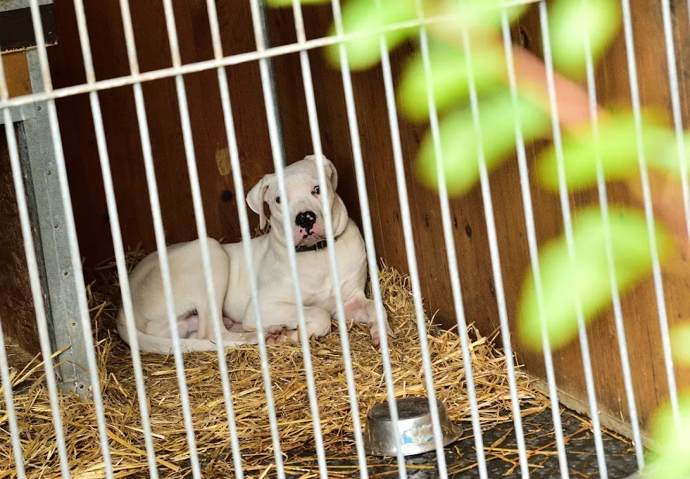 Dogpoint - Benešov pet otel görseli 4
