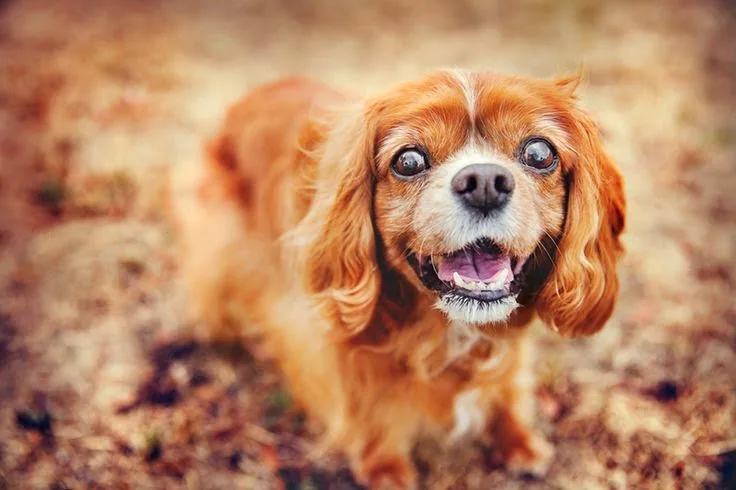DOG'S SERVICE® - Benešov pet otel
