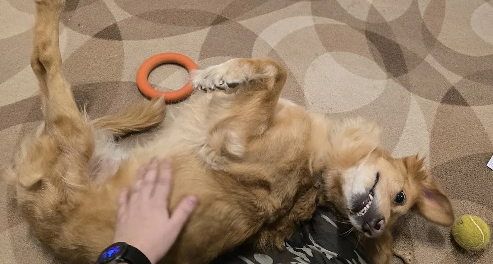 FiVe Paws - Benešov pet otel