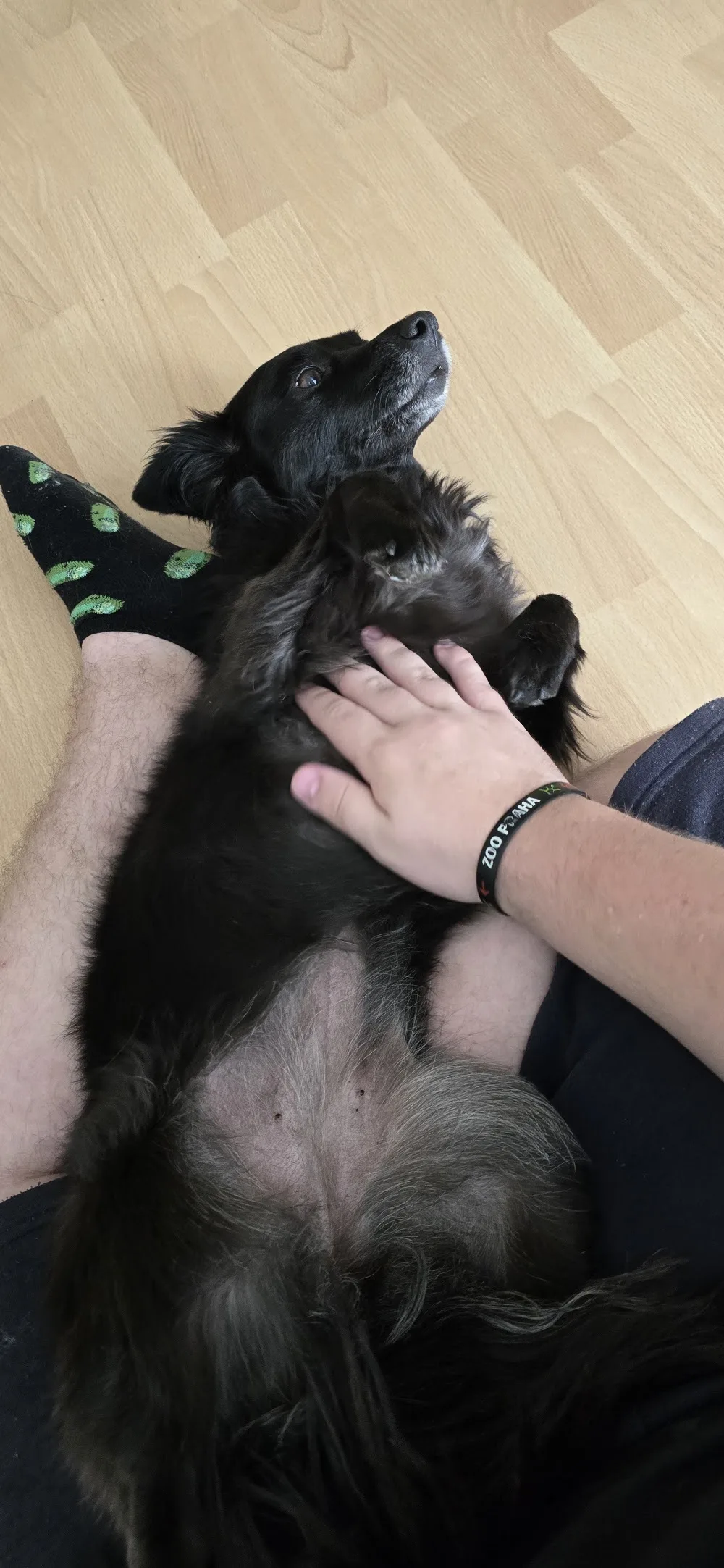 FiVe Paws - Benešov pet otel görseli 3