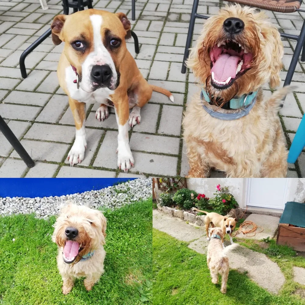 Hlídání na České Sibiři - Benešov pet otel görseli 3