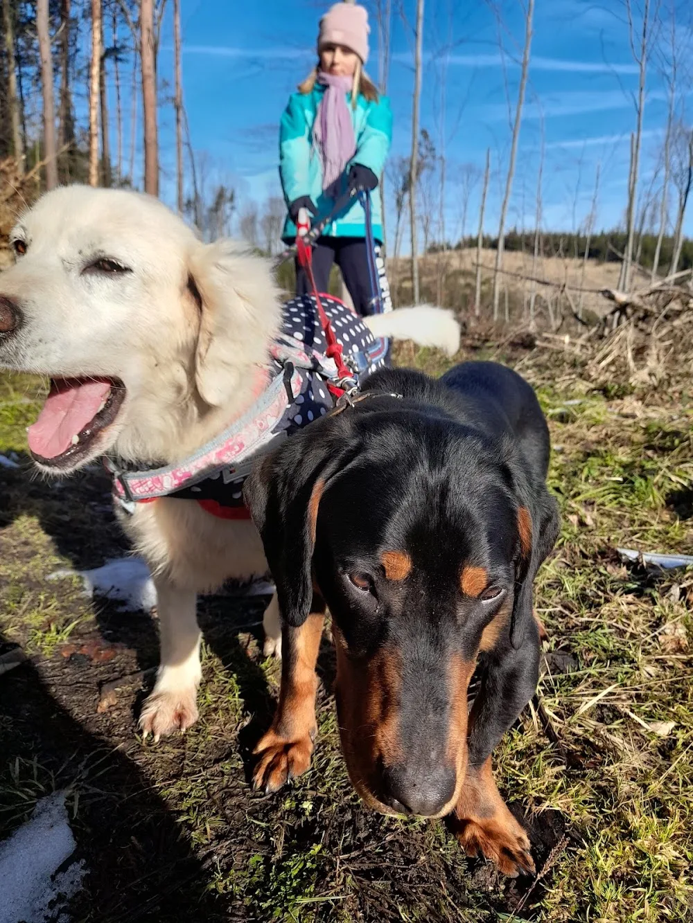Hope for four paws - Benešov pet otel