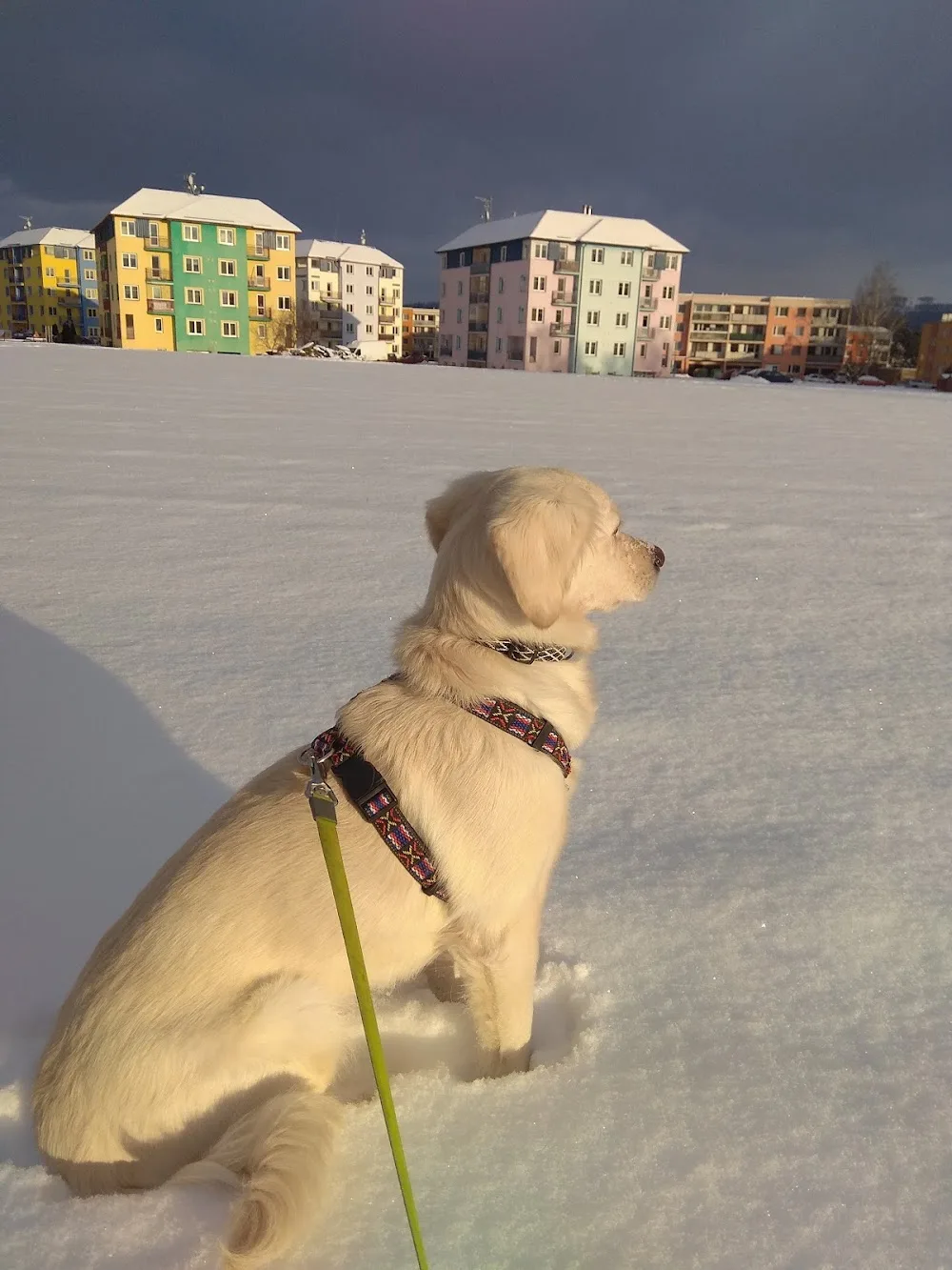 Hope for four paws - Benešov pet otel görseli 3
