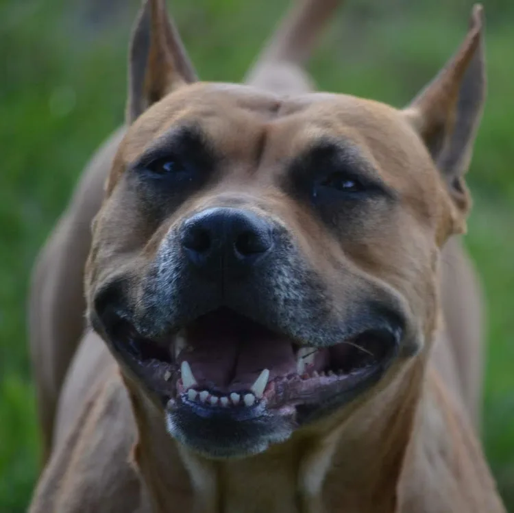 Hope for four paws - Benešov pet otel görseli 4