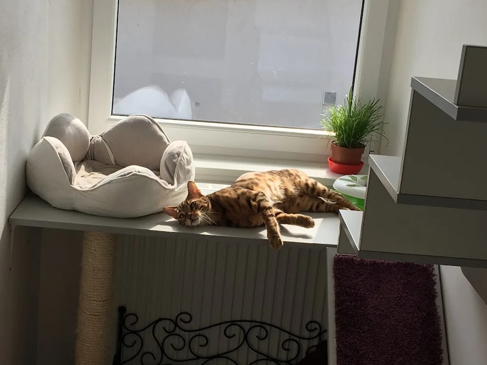 Hotel pro kočky VIP Cats - Benešov pet otel