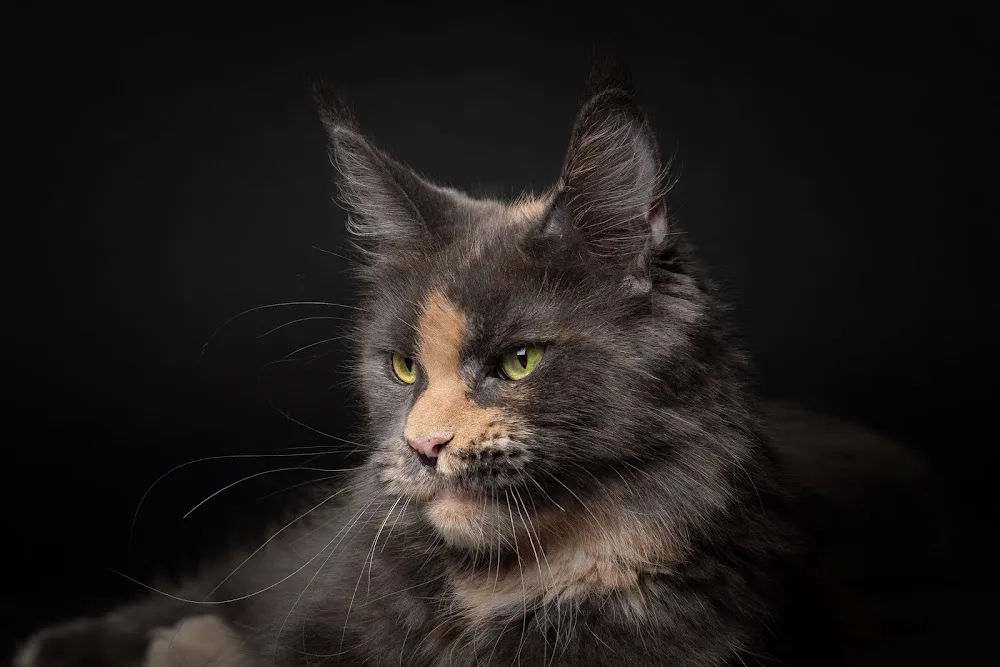 O'Vici cattery - Benešov pet otel görseli 3