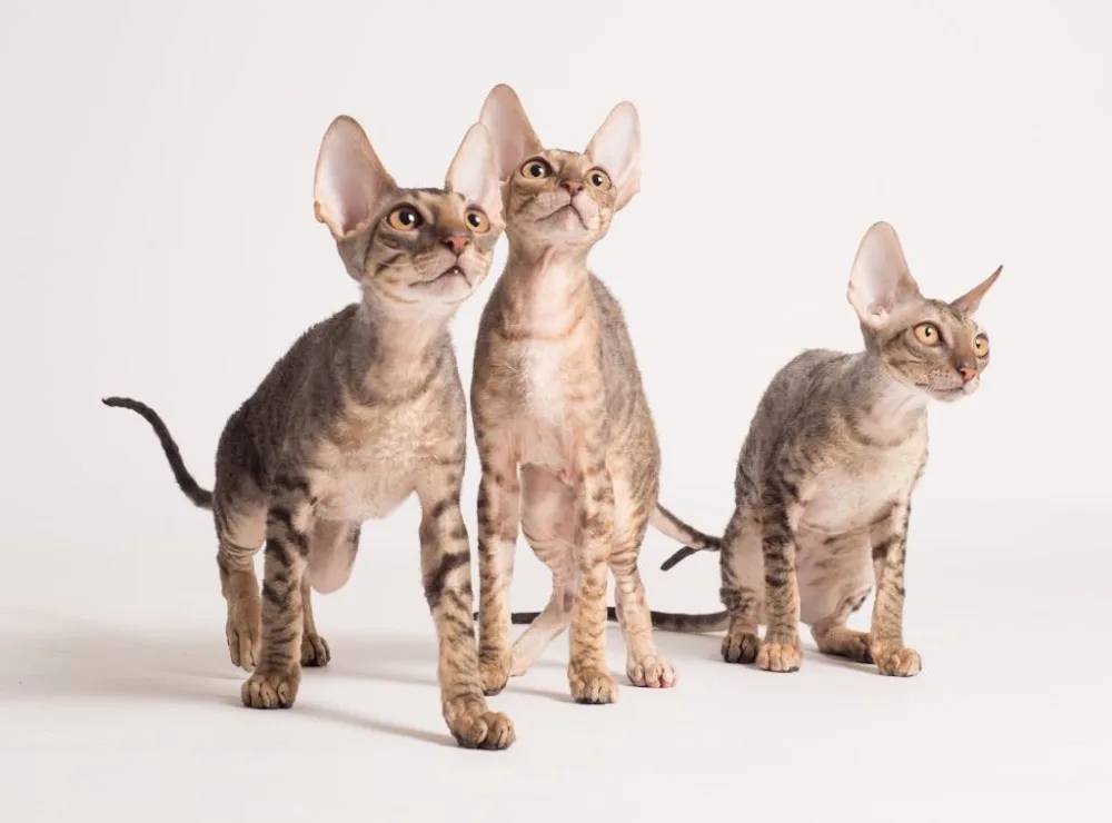 The Oneness Cattery - Benešov pet otel