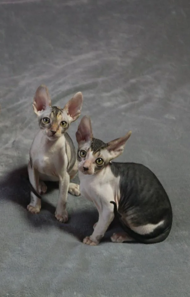 The Oneness Cattery - Benešov pet otel görseli 3