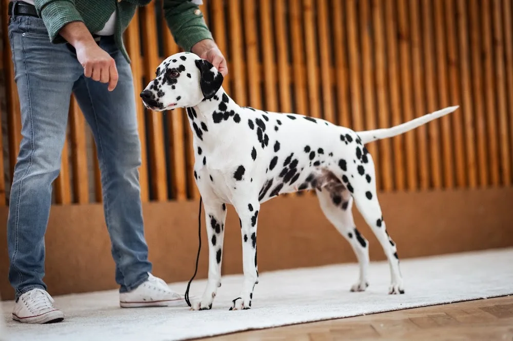 Toscavella kennel - Benešov pet otel görseli 3