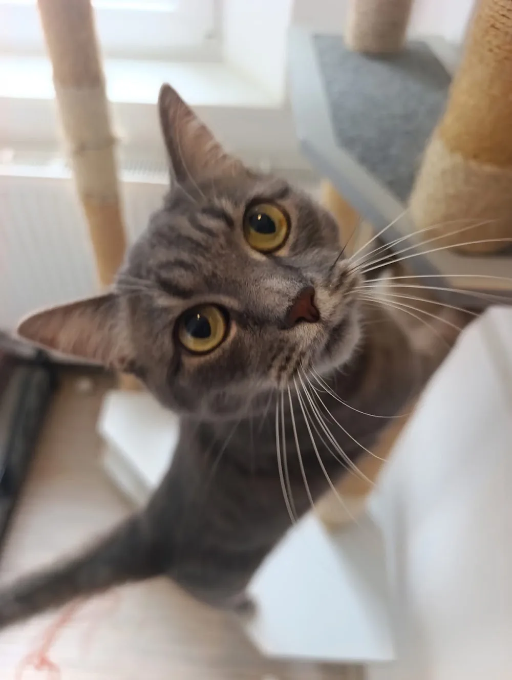 VIP Pets - Benešov pet otel