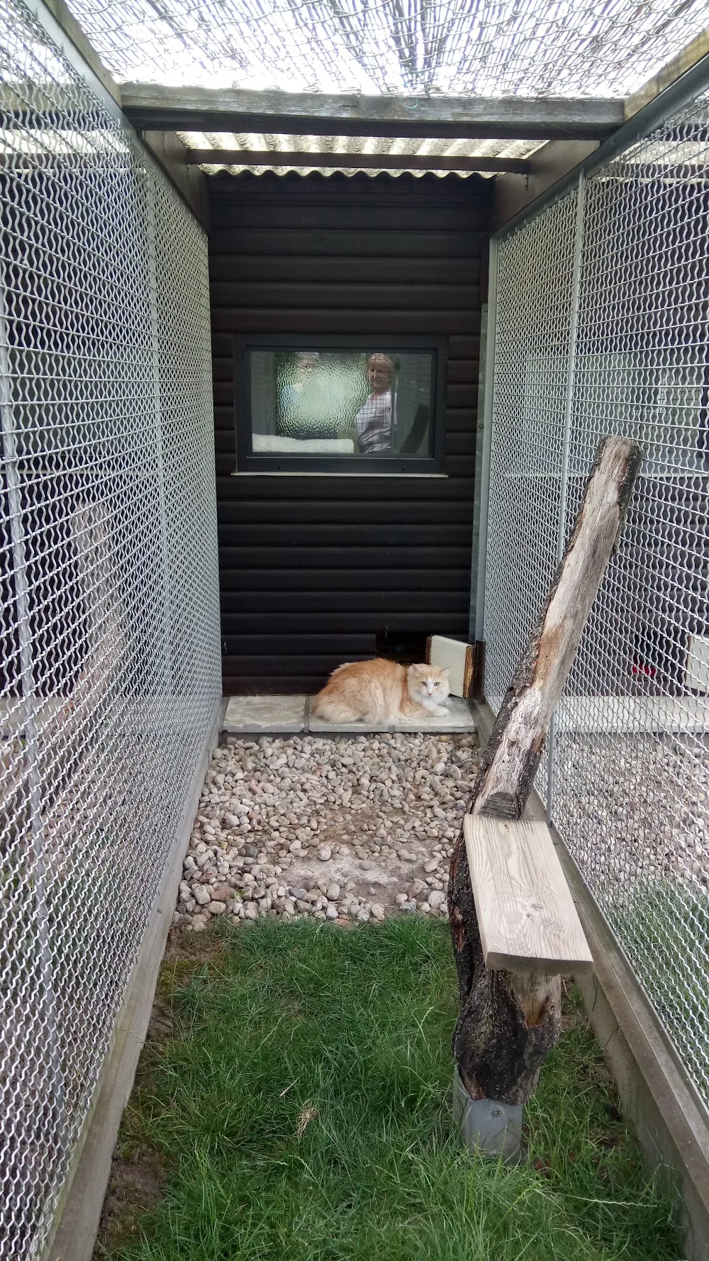 Bettina Hornauer Katzenpension - Bennewitz pet otel görseli 3
