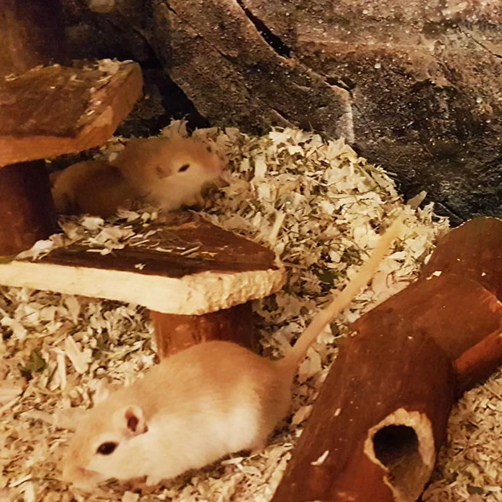 Christins Tierbetreuung - Bennewitz pet otel