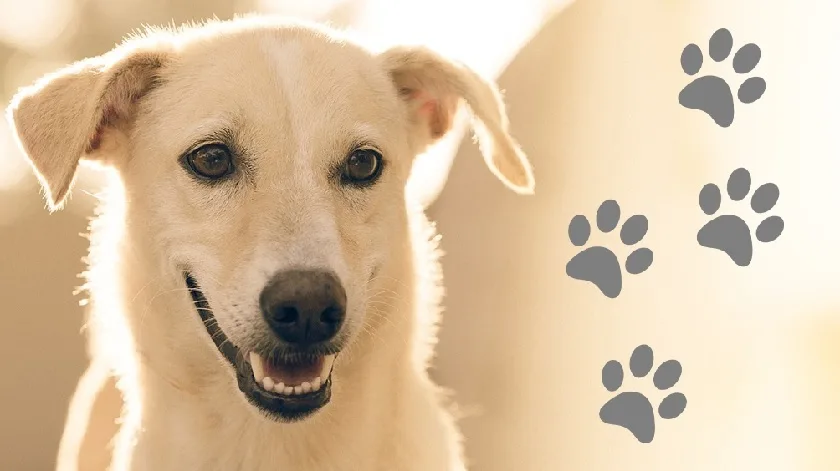 Hundepension Isenhof - Bennewitz pet otel