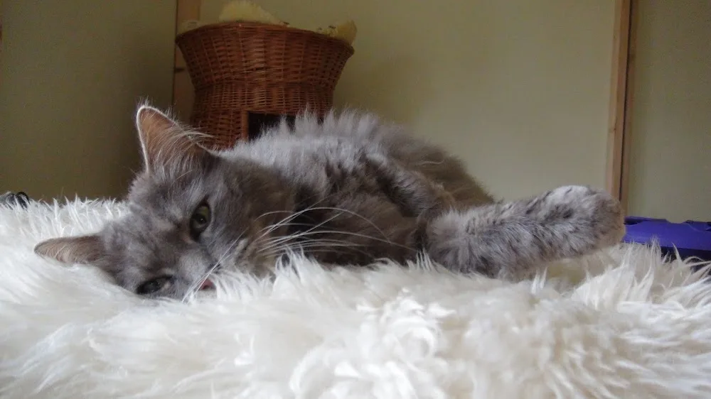 Katzenpension der Tierarztpraxis am Rosental / Katzenpension Leipzig - Bennewitz pet otel görseli 2