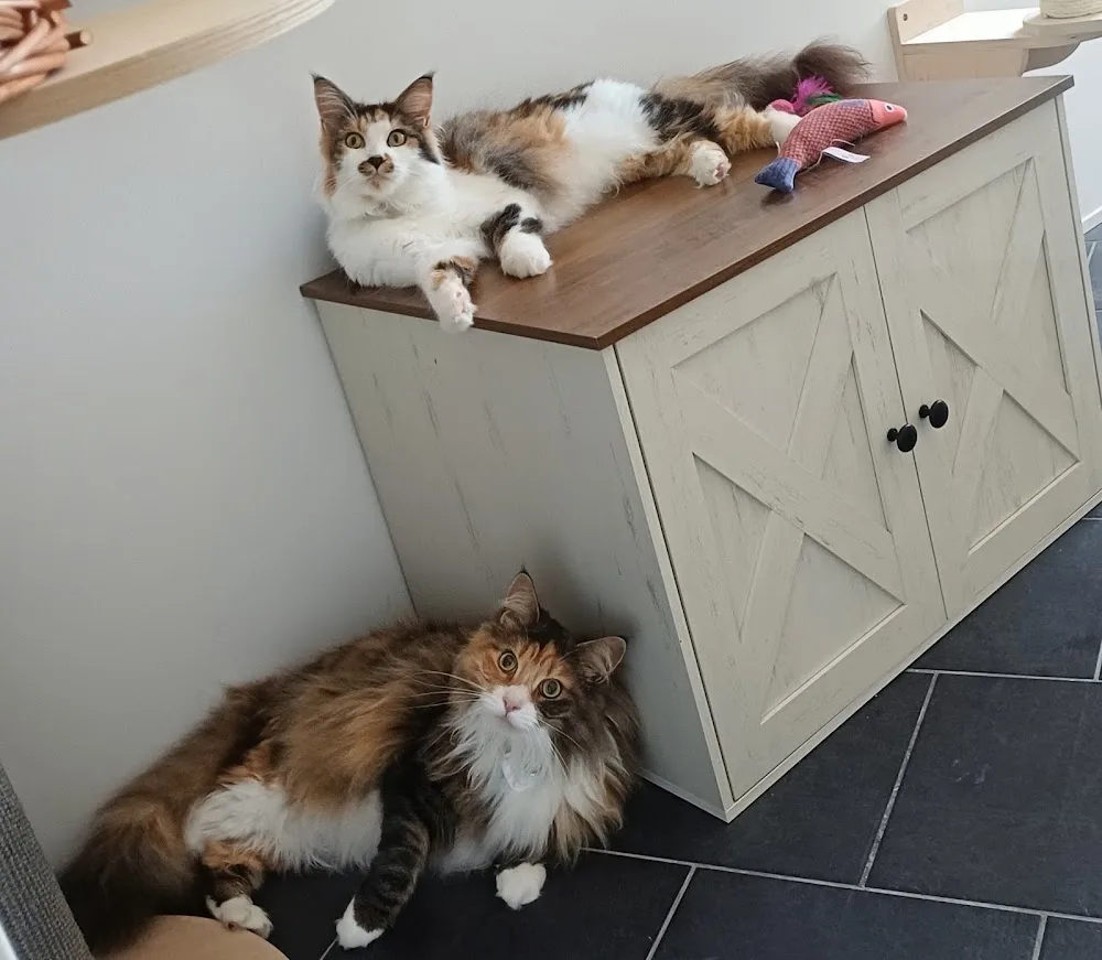 Katzenpension Kuschelglück - Bennewitz pet otel
