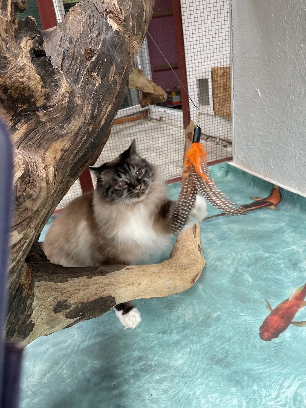 Katzenpension Tiergarten Leipzig - Bennewitz pet otel görseli 3