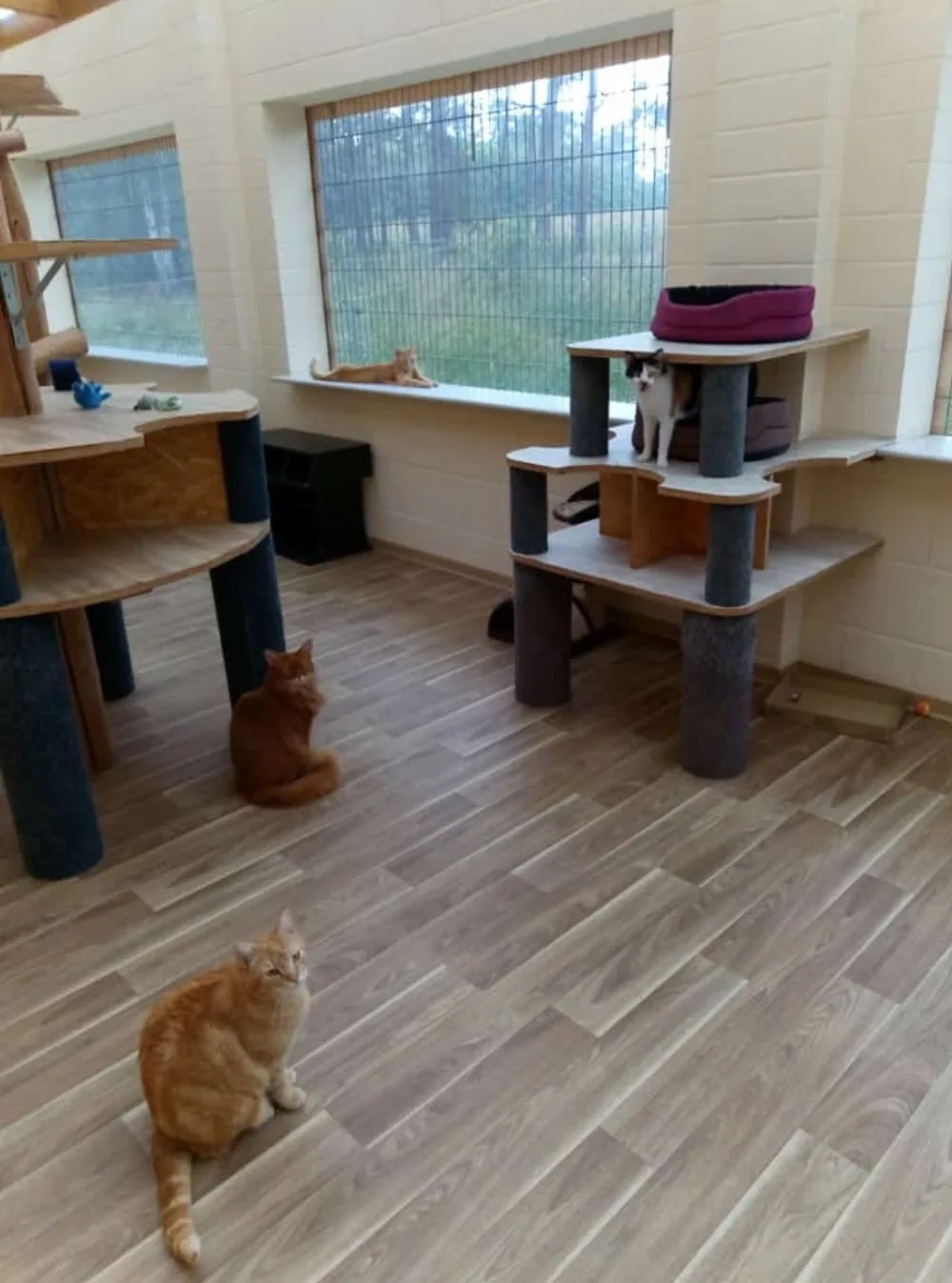 Katzenpension "Zum Waldblick" - Bennewitz pet otel görseli 3