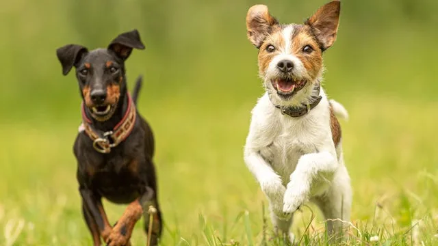 Tierhotel Leipziger Land - Bennewitz pet otel görseli 6