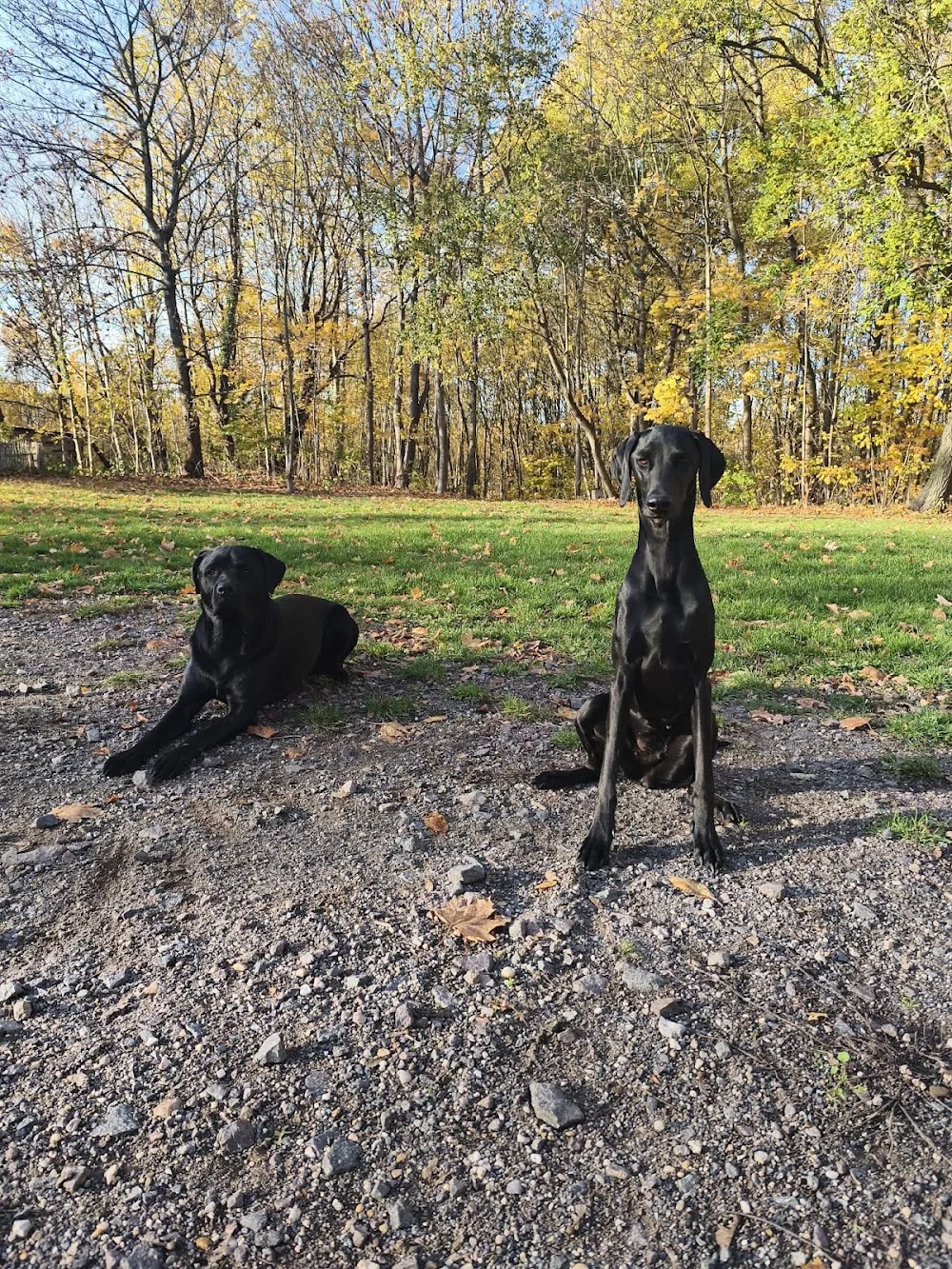 Tierhotel Leipziger Land - Bennewitz pet otel görseli 7