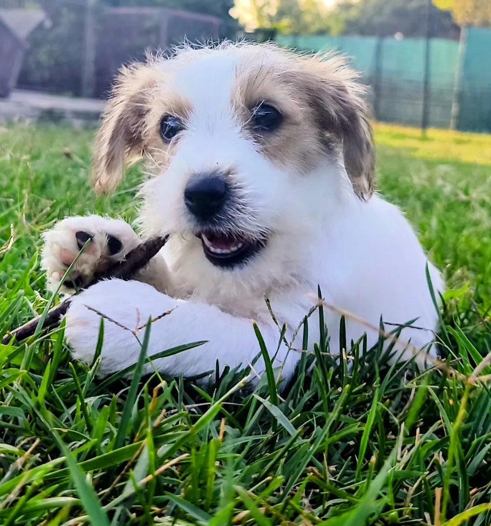 Azienda Agricola Santantonio - allevamento cani | terrier | pensione per cani - Bergamo - Bergamo pet otel